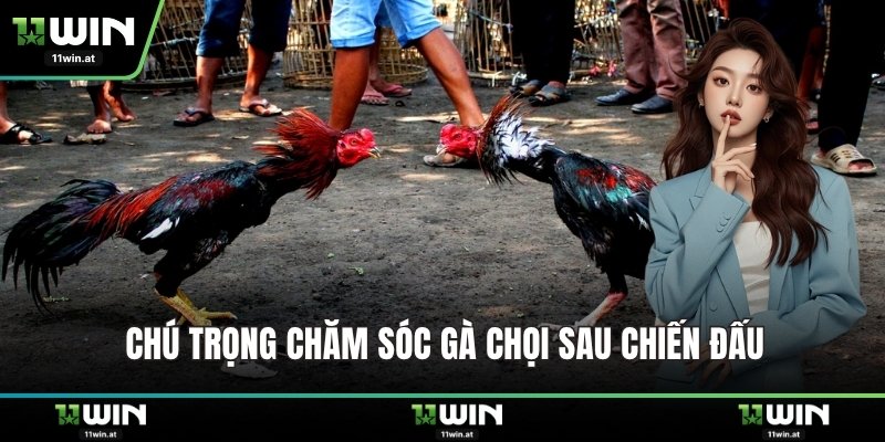 Chú trọng chăm sóc gà chọi sau chiến đấu