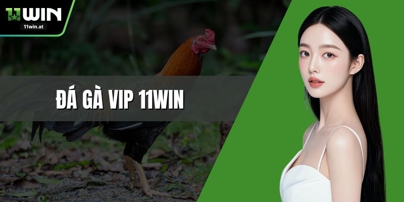Đá Gà Vip 11WIN – Đấu Trường Đỉnh Cao Của Chọi Kê Mạnh Mẽ